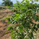 조종농장 이미지