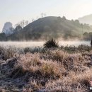 수목화 이미지