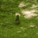 강천산군립공원(강천사) | 전북 사찰 순창 강천사 강천산 군립공원 계곡 입장료 소요시간