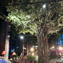 내동-10 | 논산 베트남 카페 콩카페 논산내동점 솔직 후기 (주차, 영업시간, 가격)