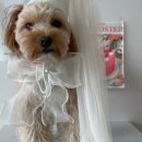 개맛있개 이미지