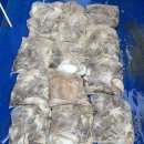 쭈꾸미스타 이미지