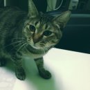 하군이네 동물병원 이미지