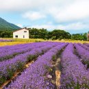 하늬농장 이미지