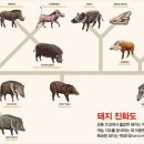 돼지코 이미지