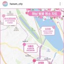 당정세차장 | 벚꽃명소_하남시에 이런곳이? 당정뜰, 미사경정공원 주차장 추천