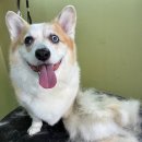 멍멍이네미용실 이미지