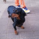 닥스훈트(DACHS HUND) 이미지