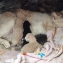 금고양이 이미지
