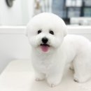 댕그리몽 네이버블로그