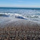 해돋이나무