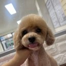 스프링댕댕 이미지