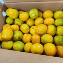 그린향 | 쿠팡 제주직송 감귤 효능 그린향 두꺼비농수산 내돈내산 솔직후기