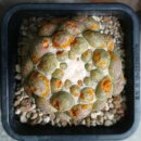 금지농약사 | 식물 살균제 끝판왕? 베노밀의 모든 것