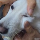 루멘 | 강아지 백내장 눈 영양제 루멘프로, 실제 사용 후기와 눈 건강 관리법