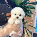 강아지나라 강아지분양 익산점 | 익산시강아지분양 퍼피댕 상담 후기, 영등동 워킹대디의 현실적인 선택 이야기