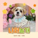 개미용중 | 원주 문막 애견미용 호텔 잘하는 곳 추천 나와놀개