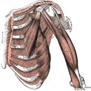 상완이두근장건 활탈(肱二頭筋長腱 滑脫) - 국제물리추나 외과학 이미지