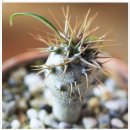 파종 10개월 되가는 Pachypodium Lamerei 이미지