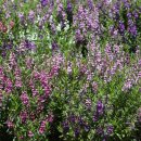 필봉산길 이미지