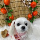 이끌리개 이미지