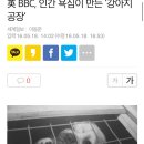 BBC 개공장 기사-120번 출산 ㅜㅜ 이미지