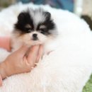 어바웃독 이미지