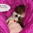 하나이불 이미지