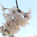 [과제] 벚꽃 이미지