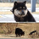 깜순이농장 이미지