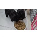 양지켄넬 이미지