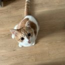 소망종합 동물병원 이미지