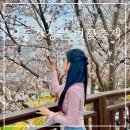삼락생태공원 일원 행사장 | 2024 부산 사상 낙동강정원 벚꽃축제 삼락생태공원 벚꽃축제 후기 실시간 벚꽃상태