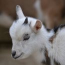 어리염소 이미지