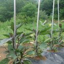 성주농원 이미지