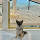 엘시아 애견풀빌라 이미지