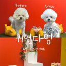 귀엽다멍 이미지