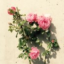 유왕별서 이미지