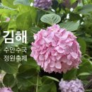 안수 | 김해 가볼만한곳 25년 대동 수안수국 정원축제 후기 주차정보 수국 개화 상태