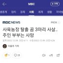 사육농장 탈출 곰 3마리 사살, 주인부부는 사망 이미지