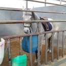 부안아리울승마장 이미지