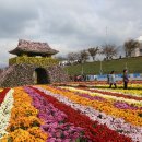 양산 국화축제(2023/11/05) 3 이미지