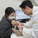 쿨펫 양·한방 동물병원 | 부산 괴정동 동물병원 원장이 말하는 강아지 포피염, 중성화가 답일까요?