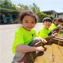모내기 - 포천시 군내면 | 모내기