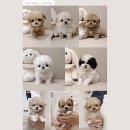 토이주니