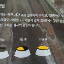 에브리캣 이미지