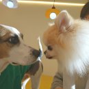 으르렁대 이미지