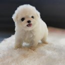 나의 강아지 이미지