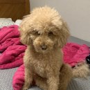 개-1번지 이미지