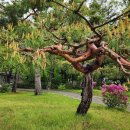 소나무파인트리(PINE TREE) | Gyeongbokgung, SEOUL